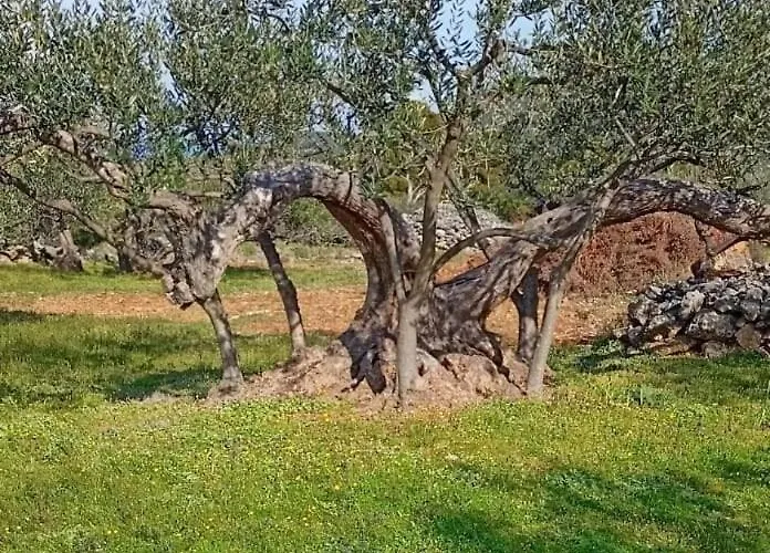 Stone House Zora * Stari Grad (Hvar)